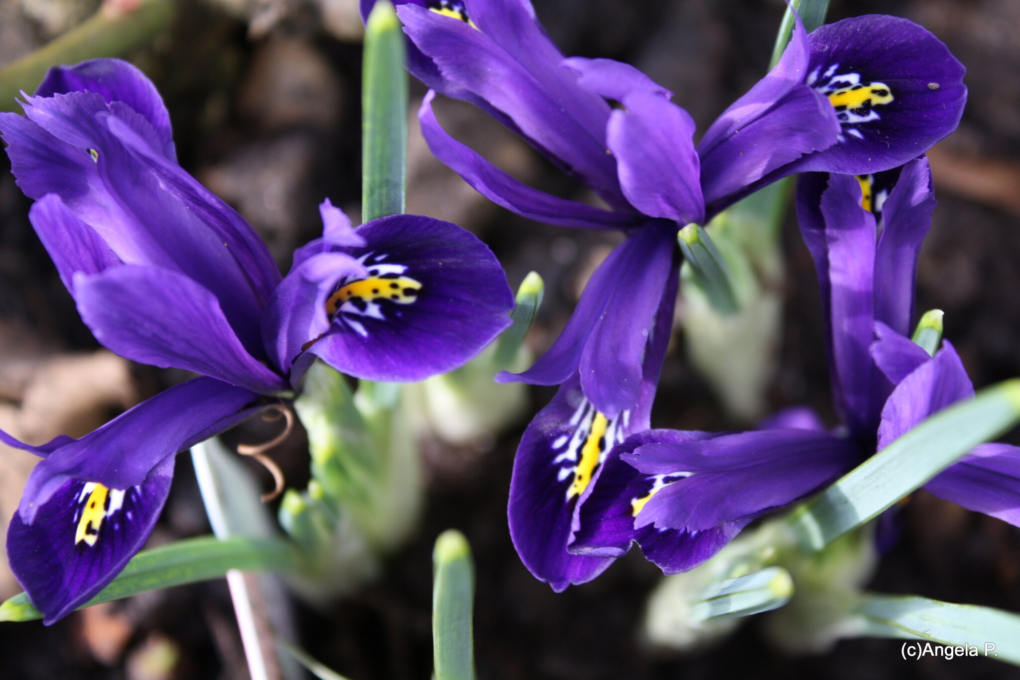 blau ist die farbe der hoffnung
