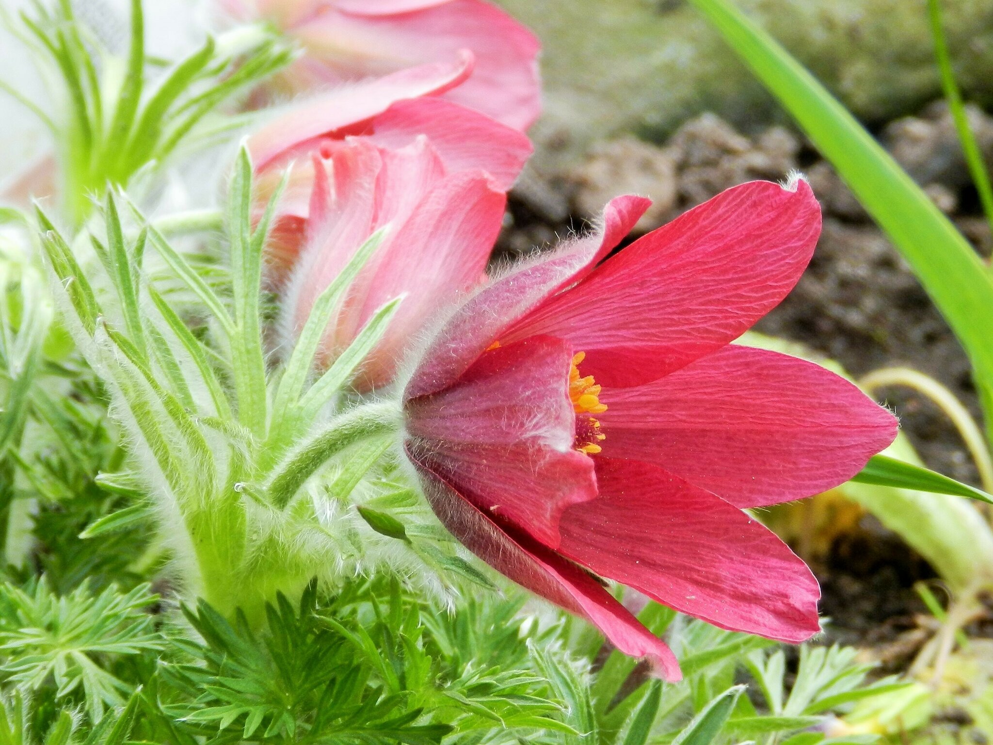 Küchenschelle im Garten.