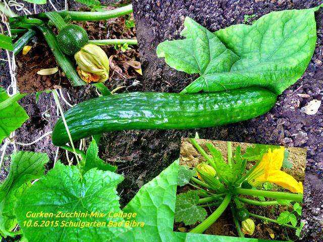 Gurken-Zucchini-Mix (Collage) / Schulgarten Bad Bibra - am 10.6.2015 !