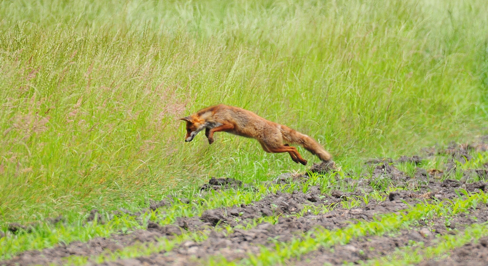 Fuchs, im Sprung nach einer Maus. Foto Nr.2