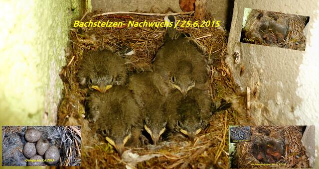 BachstelzenNachwuchs am 25.6.2015 - Collage von den letzen 23 Tagen !