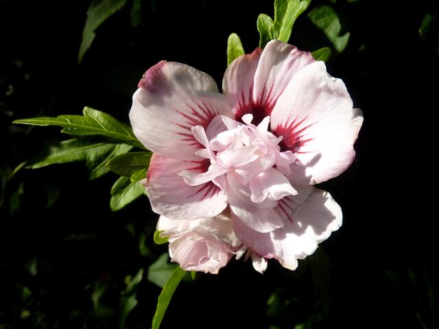 Diese aparte Blüte habe ich in Dangast (Jadebusen) gesehen.