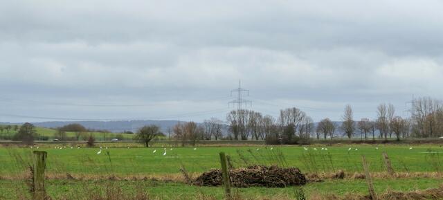 Ich habe 32 Silberreiher gezählt und einen Storch (bitte Lupe benutzten).