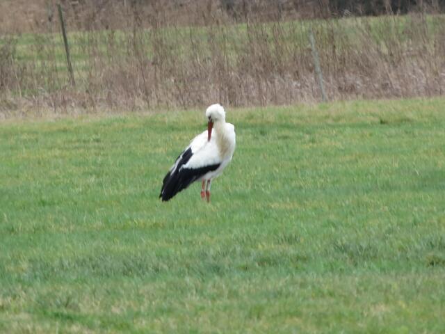 ..- die seit 2012 bei uns erfolgreich brütet und vorigen Winter garnicht weg war. (Leider keine gute Bildqualität)
