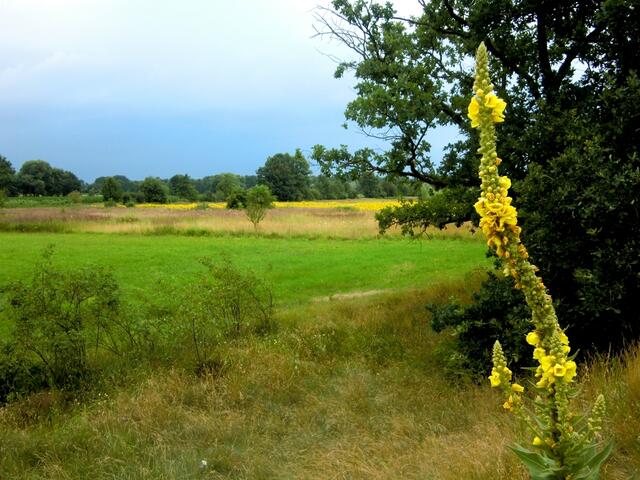 Eine Sinfonie in Gelb erschließt sich dem Betrachter seit Mitte Juli im Auetal nahe des Burgdorfer Bößelbergs. Im Vordergrund sehen wir eine Königskerze, die mehr als mannshoch werden kann. Majestetisch wächst sie kerzengrade bis zu 2 m nach oben und blüht leuchtend gelb. Sie ist eine wichtige und bekannte Heilpflanze bei Husten, vor allem bei Reizhusten. Hauptsächlich werden die Blüten in Tees verwendet, aber auch die Blätter können eingesetzt werden. weitere Informationen: http://heilkraeuter.de