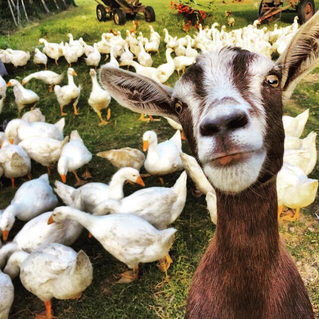Eigentlich galt der Schnappschuss den glücklichen Enten im Hintergrund und nicht der Ziege.