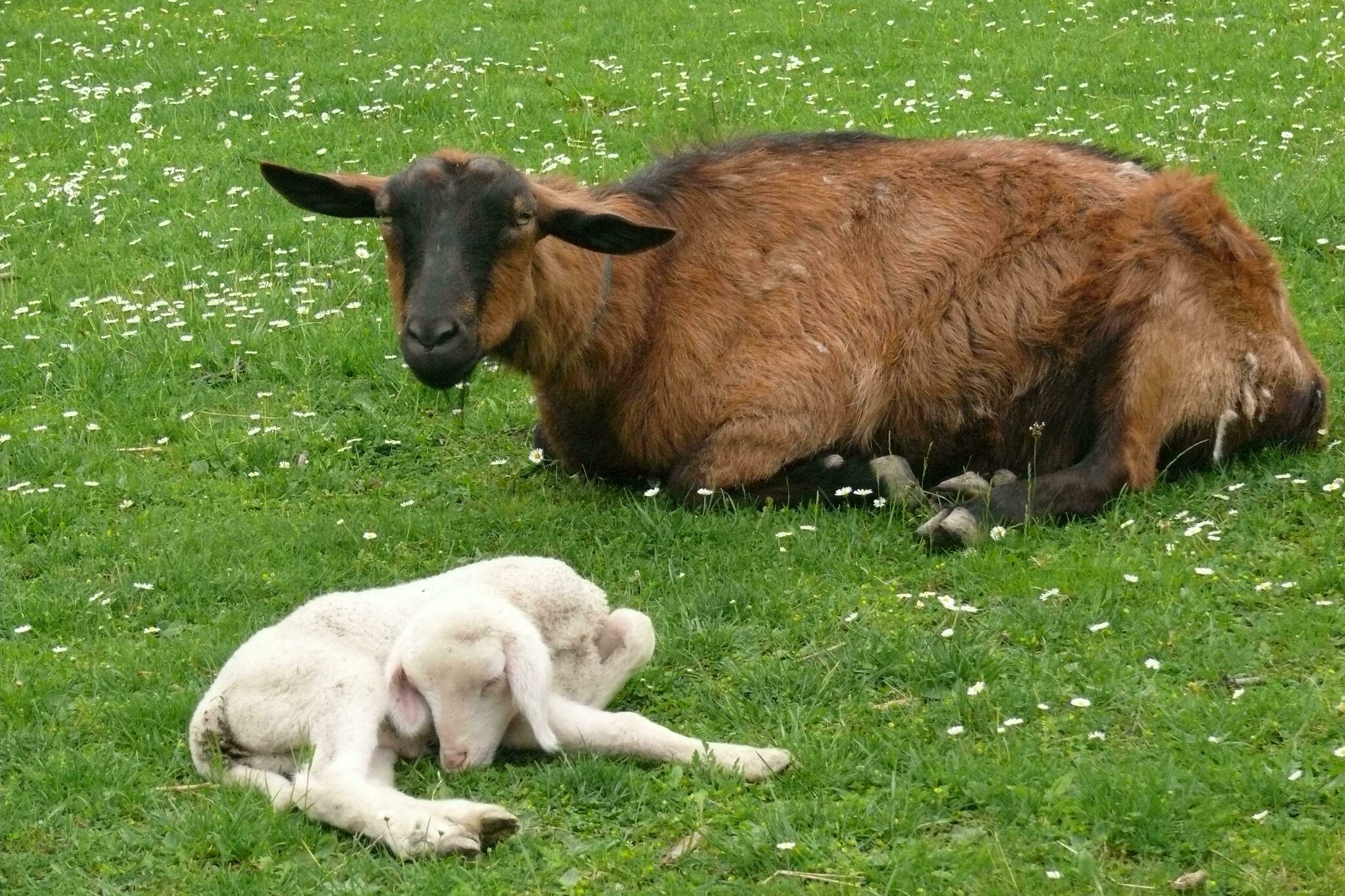 Tierische Freunde - Ziege und Lämmchen