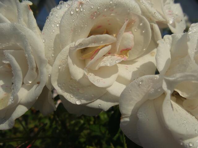 Mit Morgentau! Rosen am Wegesrand - Radtour zum FreiRaum http://FreiRaum-derfreieraum.chayns.net/tapp/index/91958 der freie Raum.