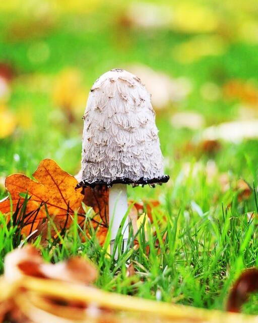 Ich weiß zwar nicht, um welchen Pilz es sich hier handelt, aber essbar erscheint er mir nicht!?