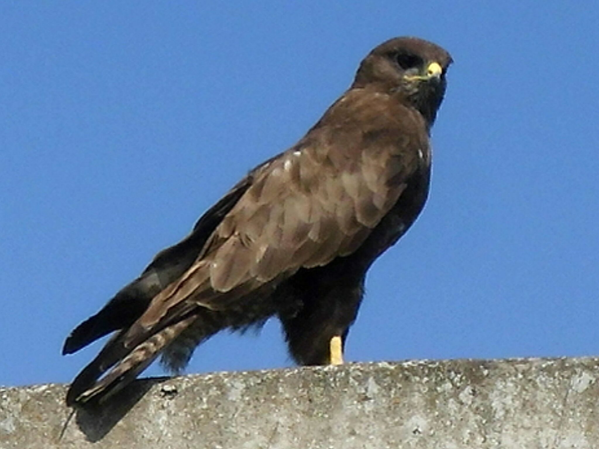 Der Bussard zeigt sich von seiner besten seite!!