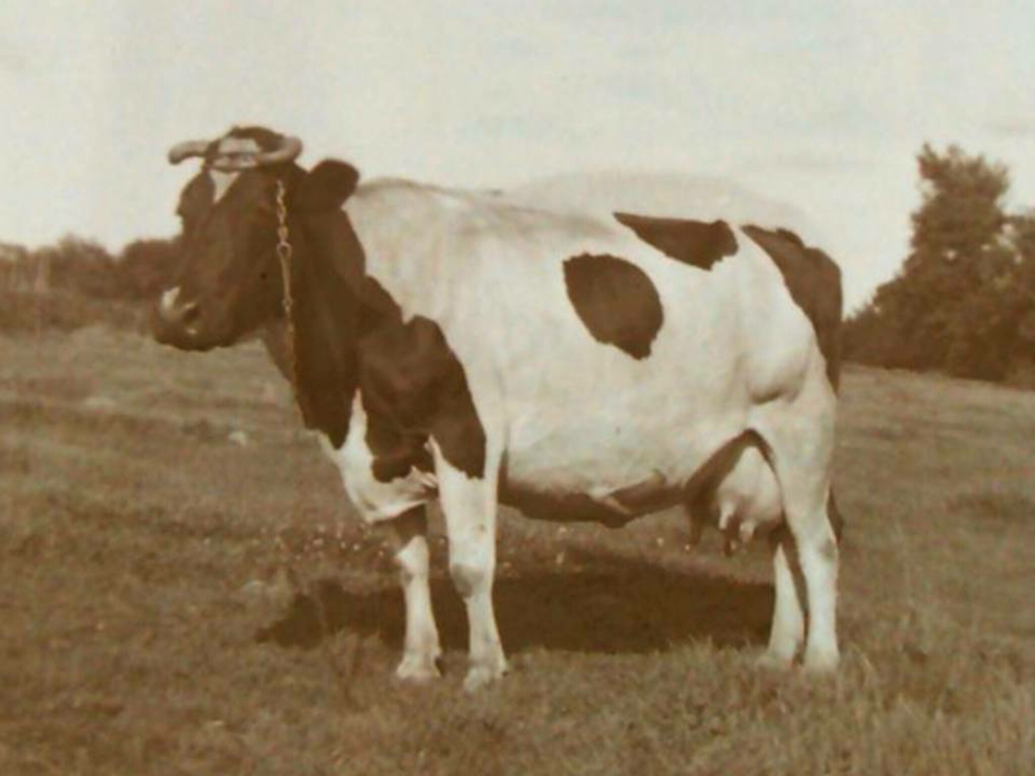 Das war die Kuh Elsa meines Großvaters (1921)