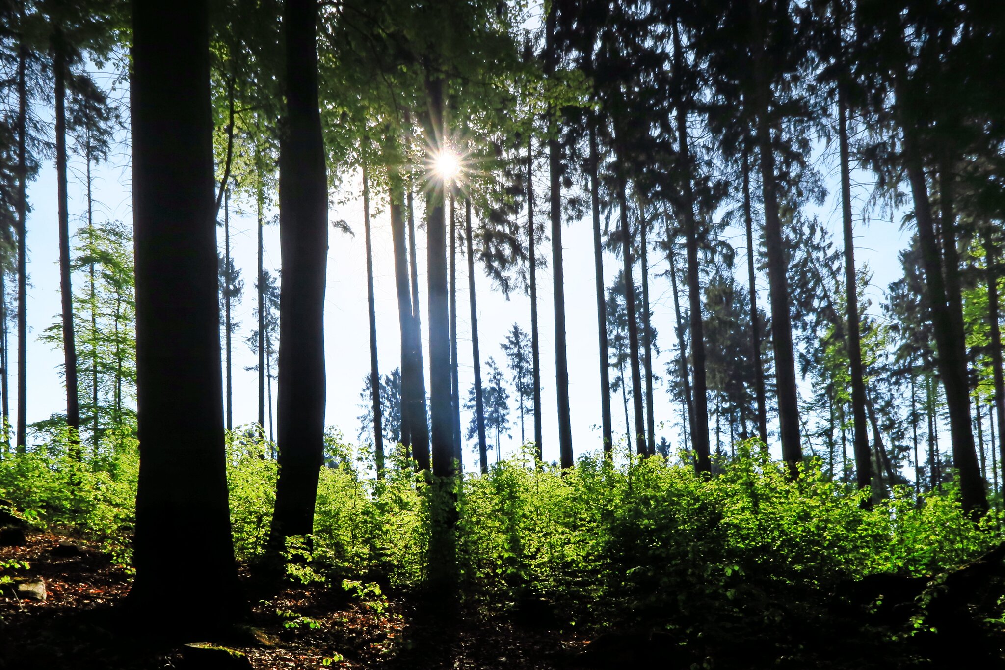Im Wald, im grünen Walde ........