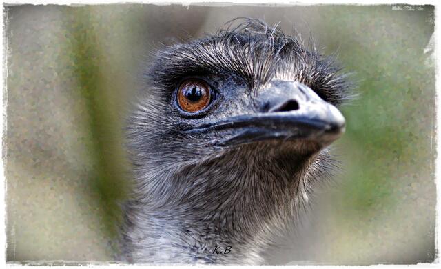 Emus "Adlerauge"