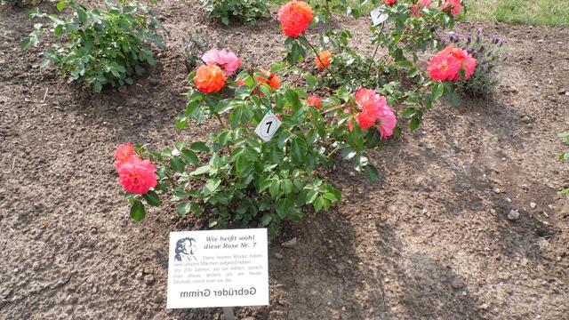 Eine tolle Idee um sich aufmerksam zu machen - wie heißt diese Rose !