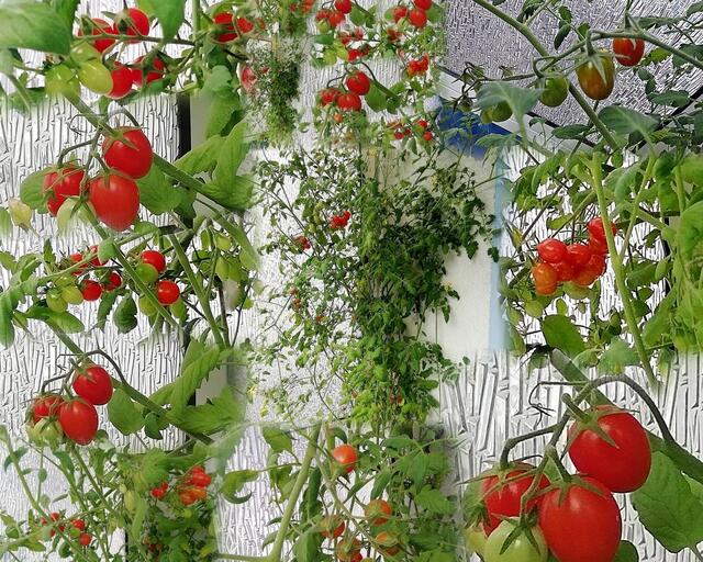 Mein Tomaten Experiment aus Samen gezogen aus dem Supermarkt - Collage von Manni !