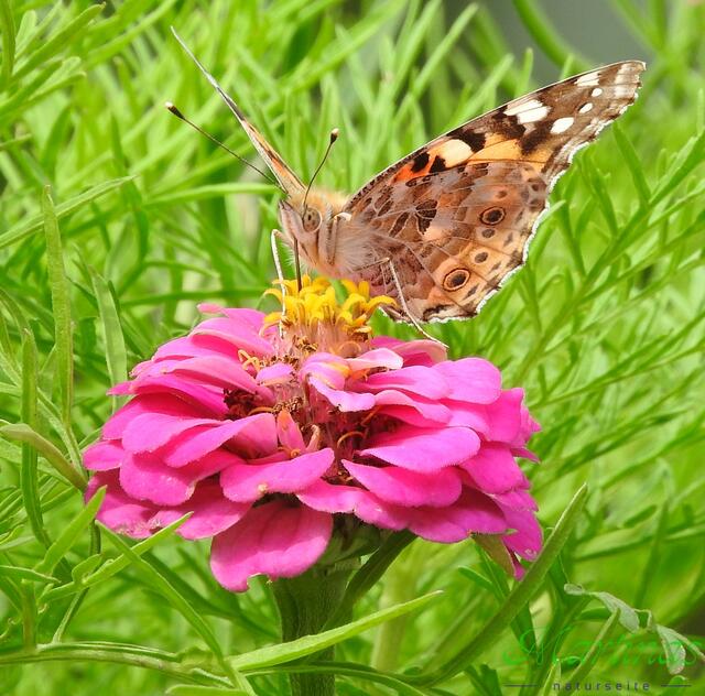 Bunte Blumenmischung...