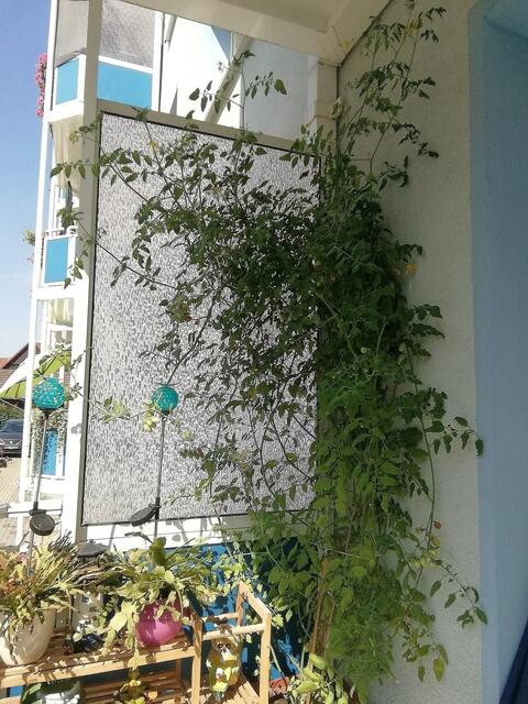 Mein Tomaten Duschgel am 22.8.2019 ! https://www.myheimat.de/nebra-unstrut/natur/tomatendschungelcollage-2-fuer-alle-die-keine-tomaten-in-dem-dschungel-gesehen-haben-d3060647.html