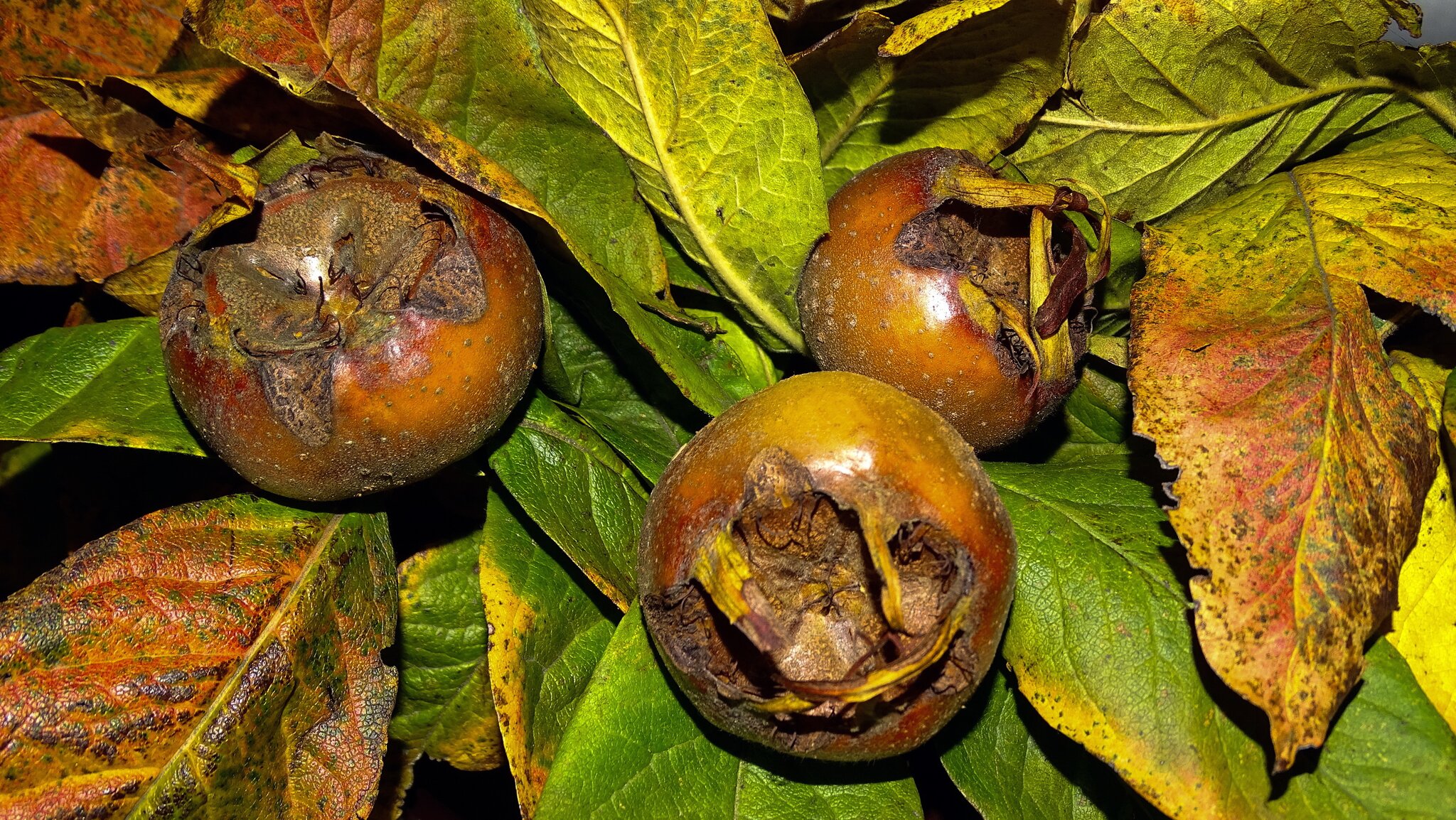 Rohstoff für meinen Weihnachtslikör