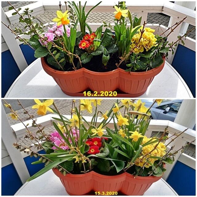 Collage - Ist mein Frühlingskasten nicht schön gewachsen,in einem Monat ?