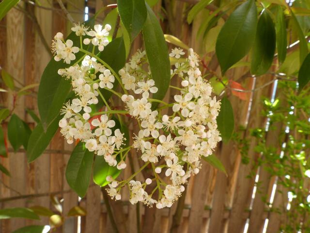 aufgenommen in unserem Garten