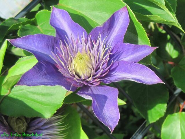 Clematis
