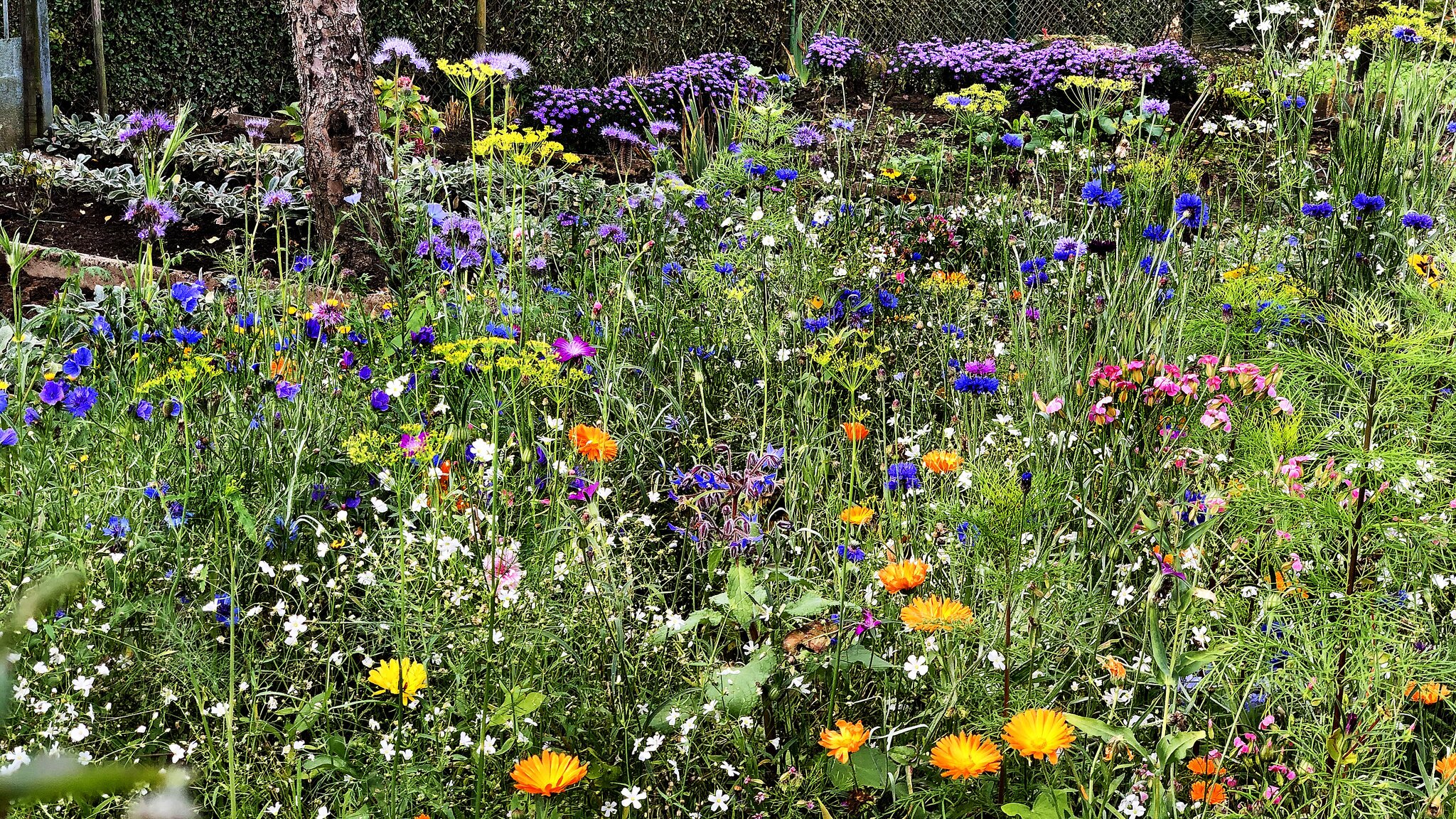 Prächtiges Wildblumenbeet in der Kleingartenanlage