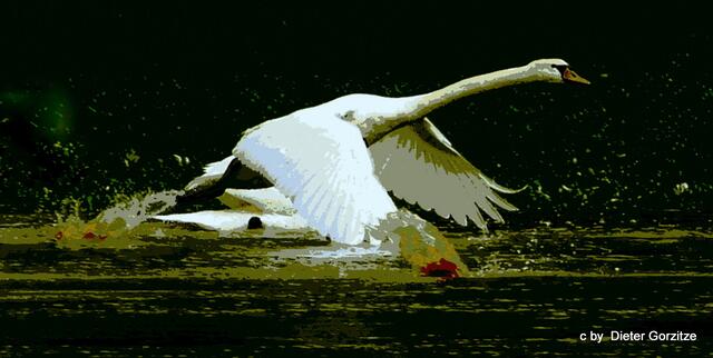 Schwan auf dem Neckar,mit Picasa verändert !