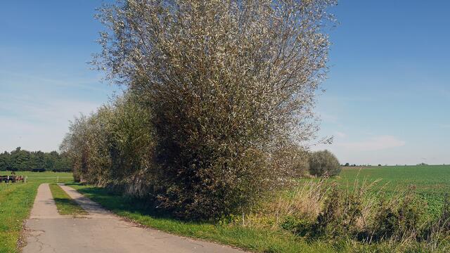 Überwiegend befestigt ist der Radweg, der auf der Insel Poel von Timmendorf-Strand bis zum Schwarzen Busch führt. Die Wegstrecke wird von der Pferdekoppel, den alten Kopfweiden und dem weiten Rapsfeld eingefasst. Foto (Oktober 2021): Helmut Kuzina