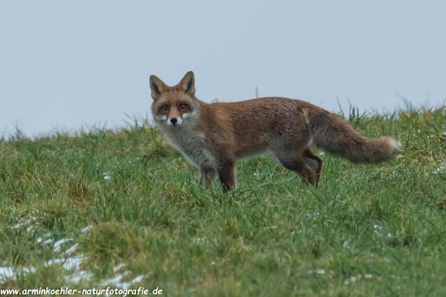 Der Rotfuchs traut mir wohl nicht
