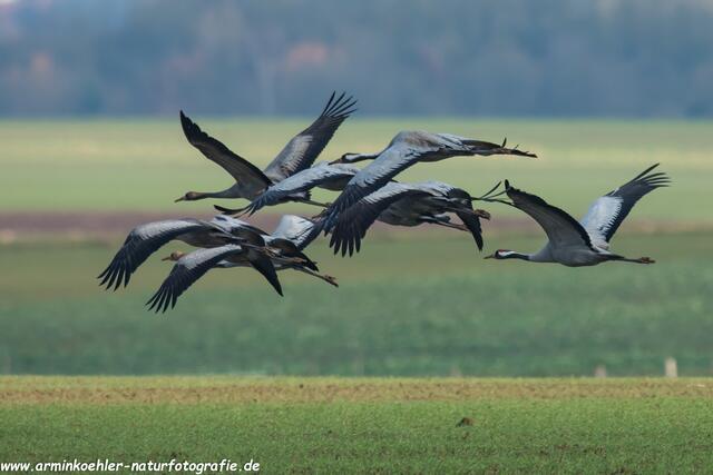 Kraniche im Flug