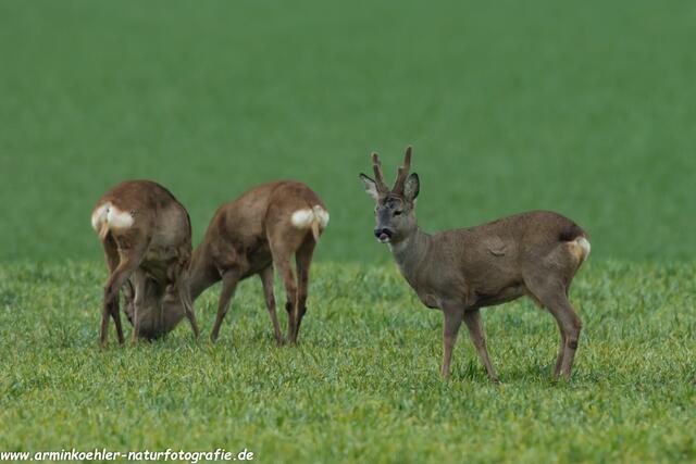 Bock und Ricken