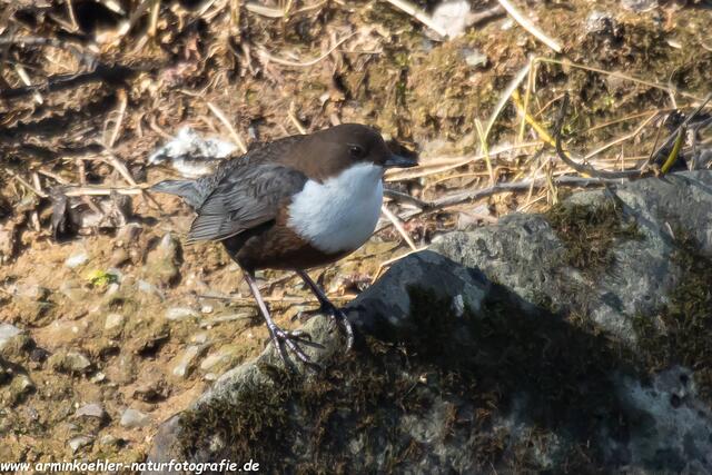 Die seltene Wasseramsel