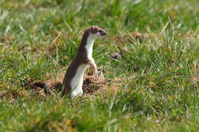 Neugierig und sehr schnell