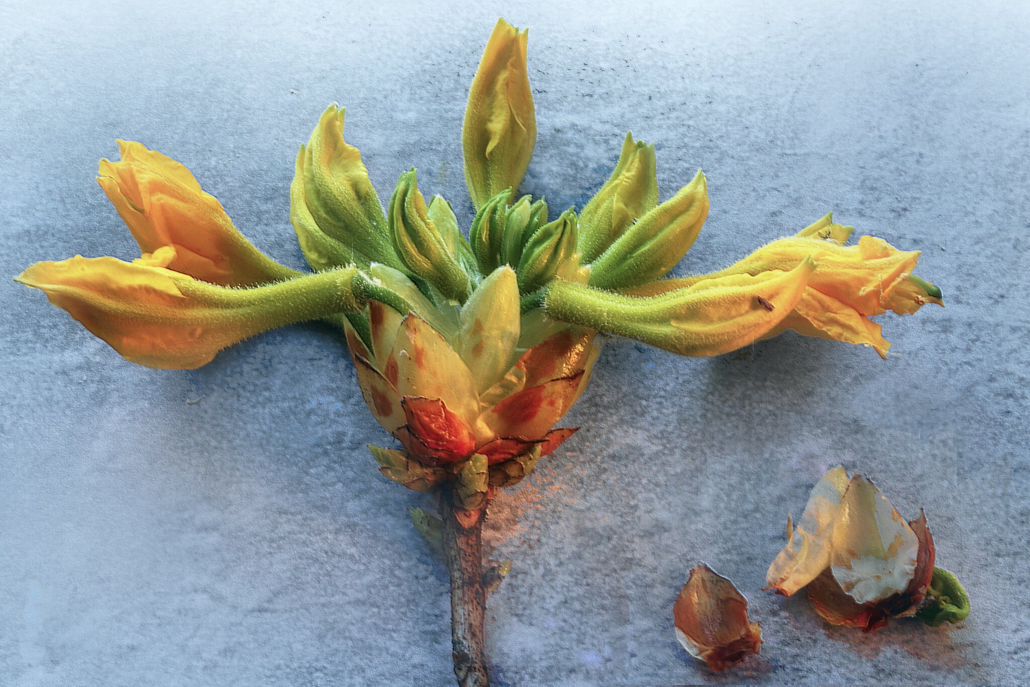 "Als dann der Frühling im Garten stand, das Herz ein seltsam Sehnen