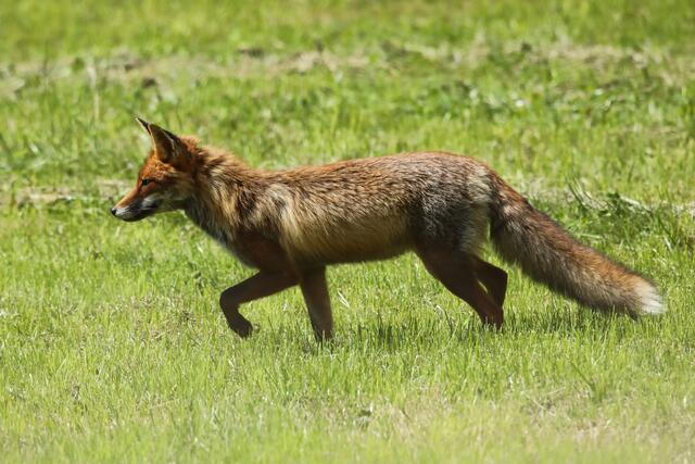 Rotfuchs sucht auf einer gemähten Wiese nach Mäusen