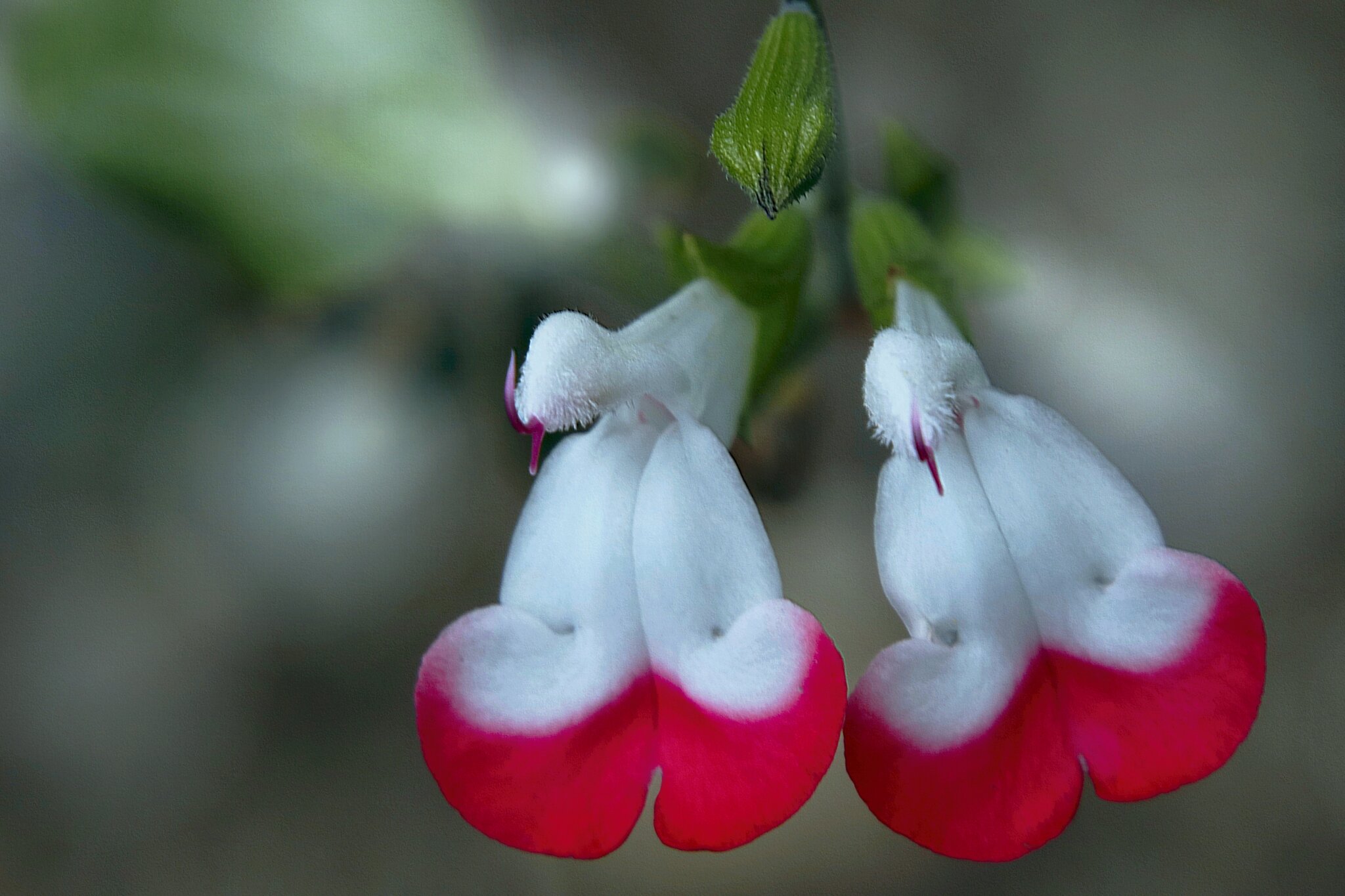 Der 'SignalflaggenSalbei' (Salvia microphylla), auch als 'Lippenstift