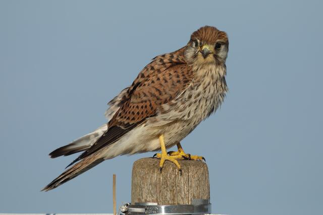 Am rechten Auge ist dieser Turmfalke verletzt