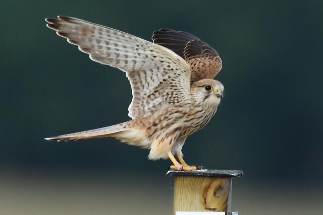 Turmfalke baumt auf