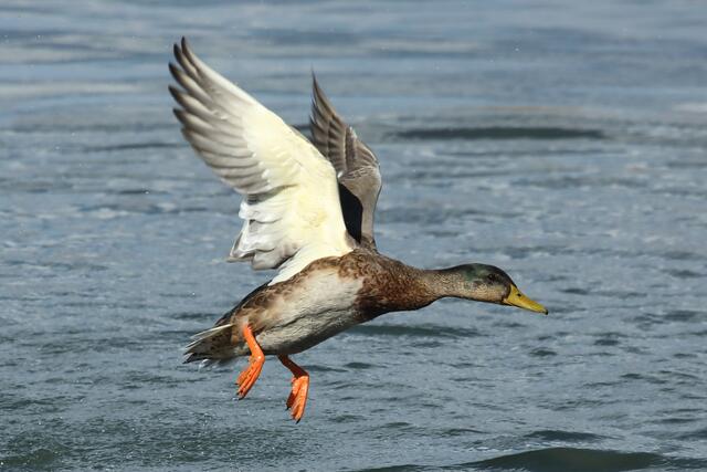 Stockente im Flug
