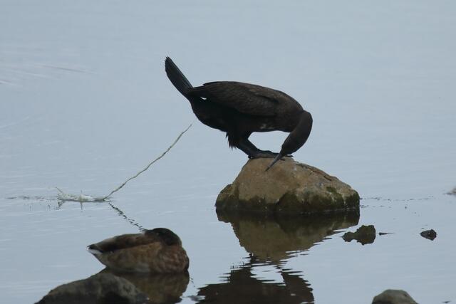 Auch der Kormoran muss mal und die Ente hatte Glück