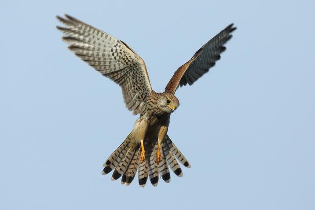 Turmfalke sucht nach Beute am  Boden