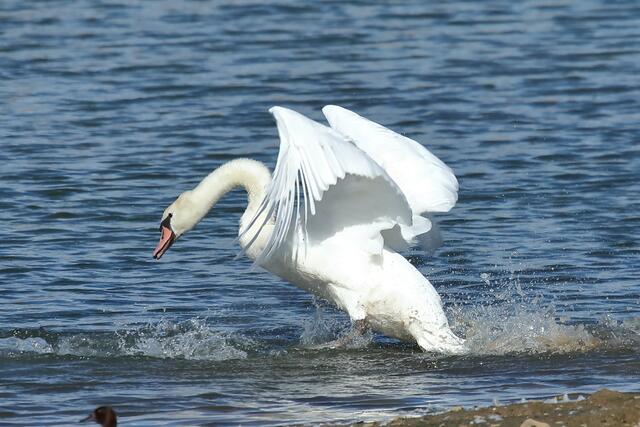 Schwan ist sauer