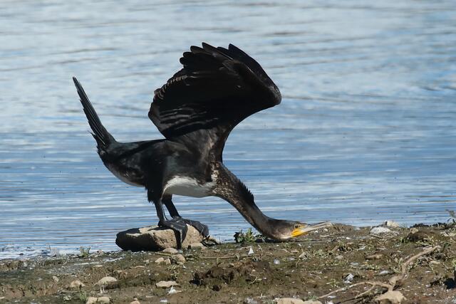 Kormoran macht Gymnastik