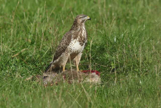 Das Reh ist ein gefundenes Fressen für den Bussard
