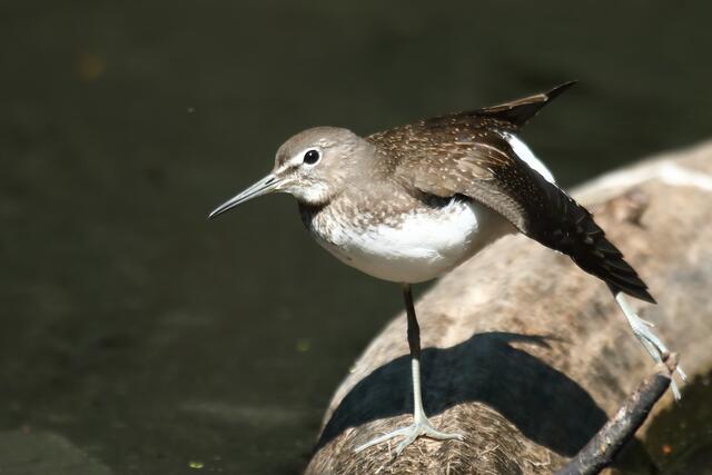 Der Waldwasserläufer