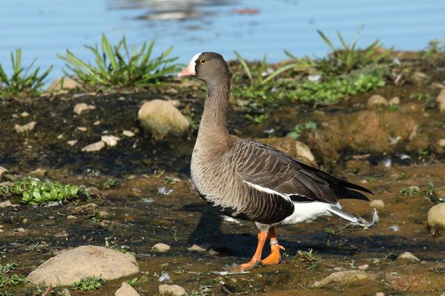 Diese Zwerggans kam schon im letzten Jahr an den Teich. Vermutlich ist sie entflogen, denn sie trägt einen Züchterring
