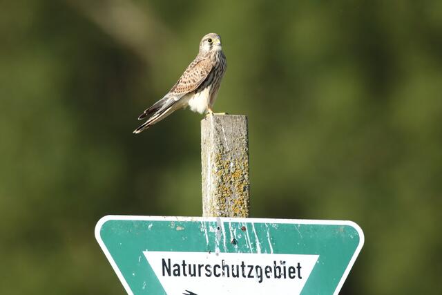 Turmfalke bewacht das Schutzgebiet