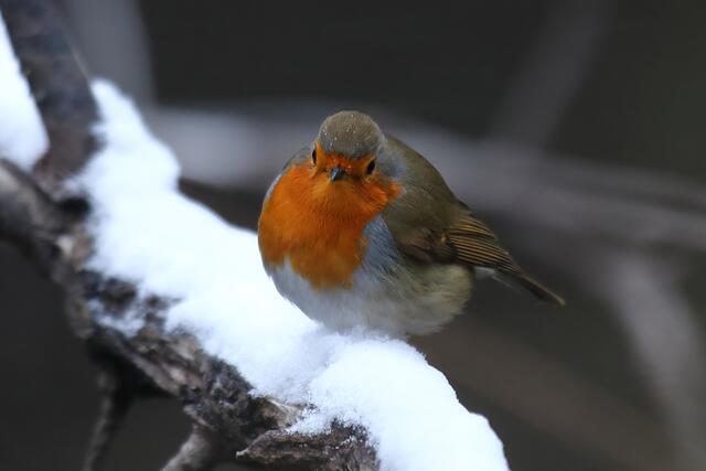 Rotkehlchen im Schnee