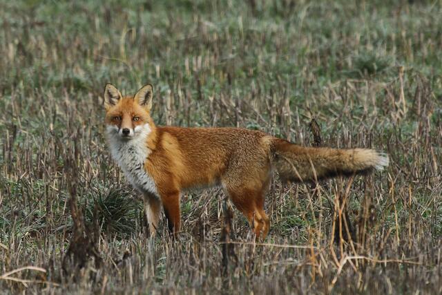 Der Fuchs ist sehr neugierig und beobachtet mich genau