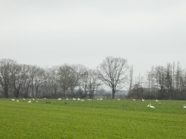 Schwäne, Feldbelagerung 